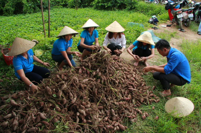 thu hoach khoai lang 4