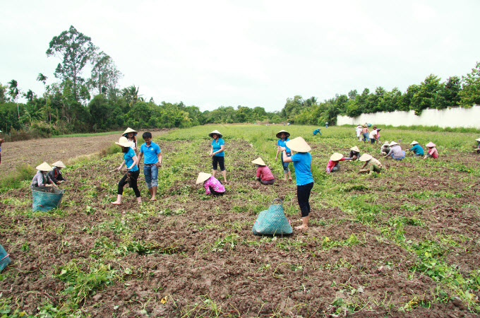 thu hoach khoai lang 6